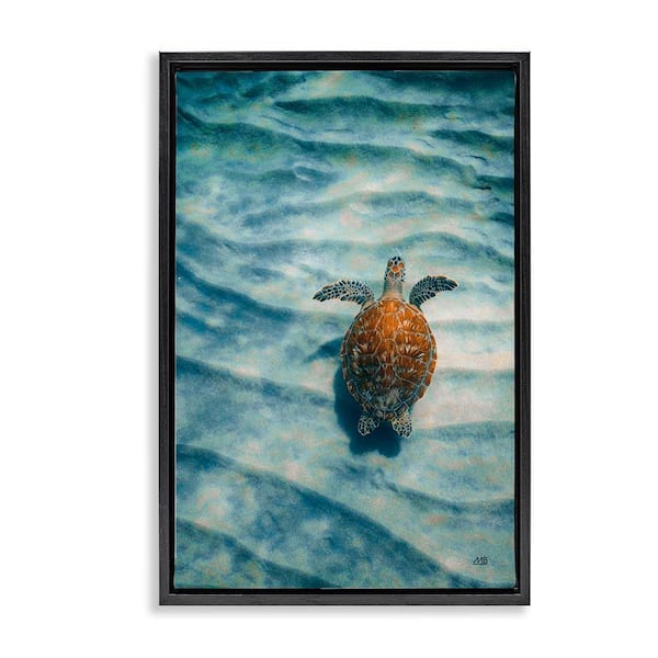 Stupell Industries Turtle Along Rippling Sand by Max Blakesberg Studios Black Floater Frame Animal Graphic Art Print 25 in. x 17 in.