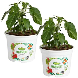 25 oz. Carmen Italian Sweet Pepper Plant (2-Pack)