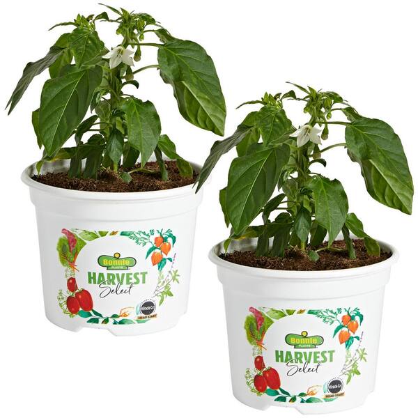 Growing Peppers  Planting & General Growing Tips – Bonnie Plants