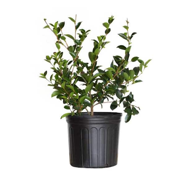 2.5 Gal. Mine No Yuki Camellia Plant (camellia sasanqua) - Evergreen Shrub with White Flowers, Live Plant