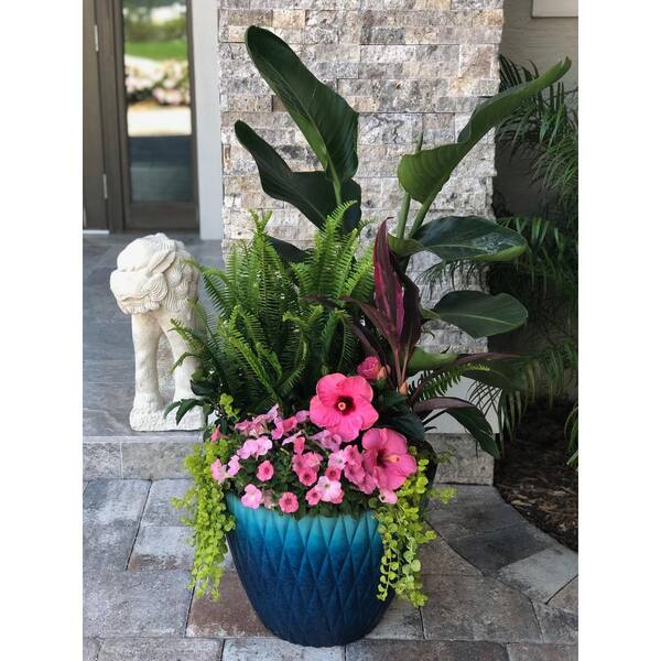 Hawaiian Punch 1 Qt. Hibiscus Flowering Annual Shrub with Pink