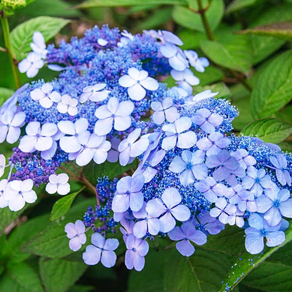 Spring Hill Nurseries 2.25 Gal. Pot Teller's Blue Hydrangea Deciduous ...