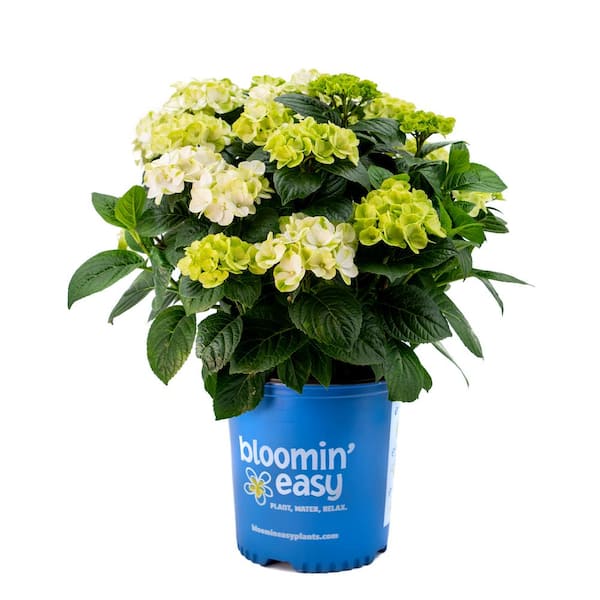BLOOMIN' EASY 2 Gal. Grin and Tonic Reblooming Hydrangea (Macrophylla) Live Shrub, Lime Green to Bright White Flowers