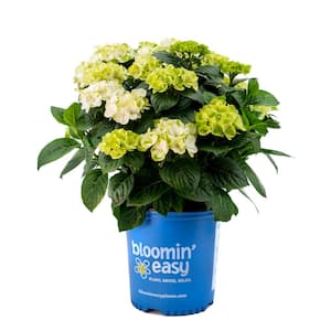 2 Gal. Grin and Tonic Reblooming Hydrangea (Macrophylla) Live Shrub, Lime Green to Bright White Flowers