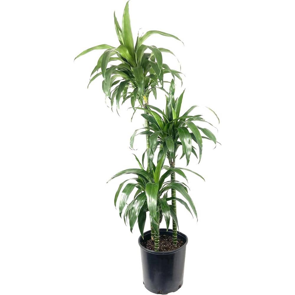 Dracaena Lisa Large Indoor Plant in Black Plastic Pot