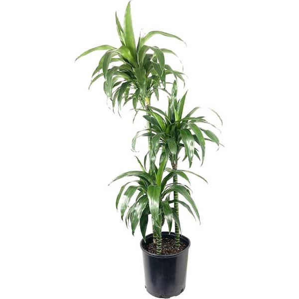 Dracaena Lisa Elegance Cane-Live Plant in a 10 Inch Pot-Dracaena Deremensis-Air Purifying Indoor Houseplant