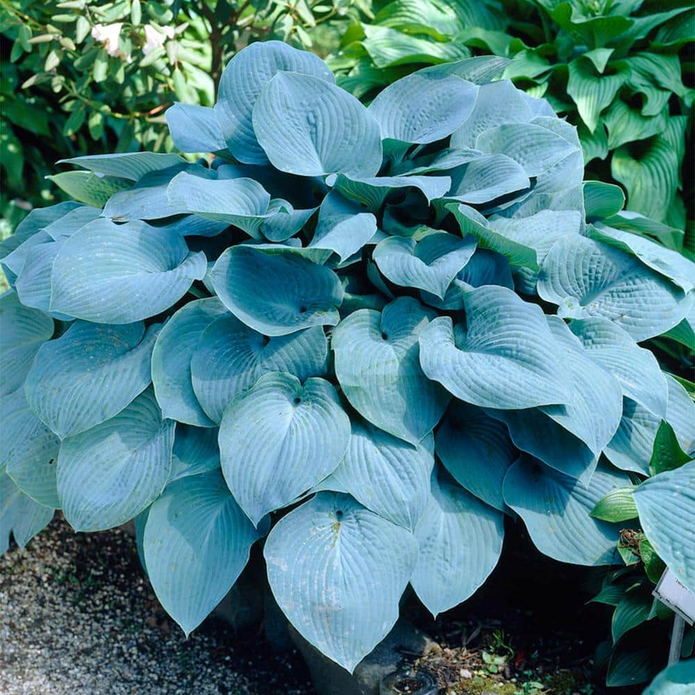 VAN ZYVERDEN Hosta Sieboldiana Elegans Bulbs (3-Pack) 88301 - The Home ...