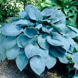 Hosta Sieboldiana Elegans Bulbs (3-Pack)