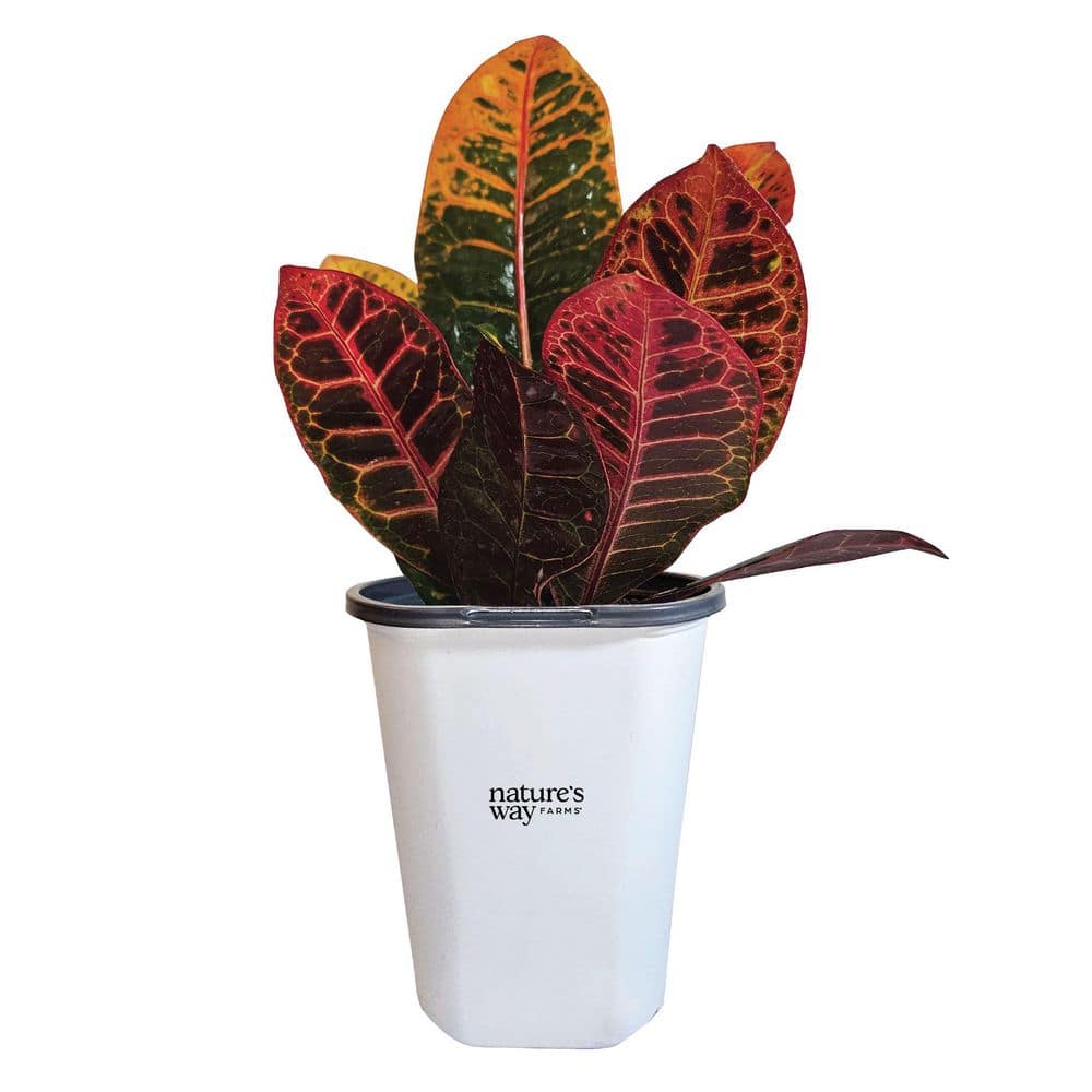 1.5 Pt. Petra Croton Non Flowering Tropical Shrub plant in Grower Pot (1-Pack) price history on PriceWatchPro