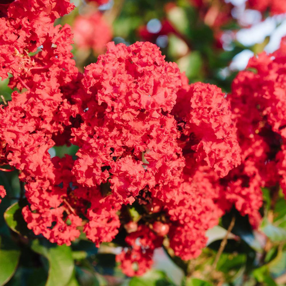 2 Gal. Ruffled Red Magic Crape Myrtle Tree with Carnation-Like Glowing Red Blooms in Decorative Container price history on PriceWatchPro