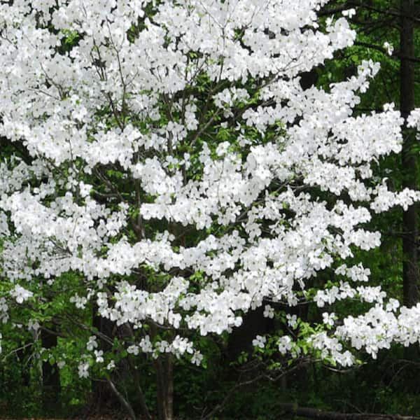 Unbranded 7 Gal. Appalachian Mist Dogwood Flowering Deciduous Tree with White Flowers