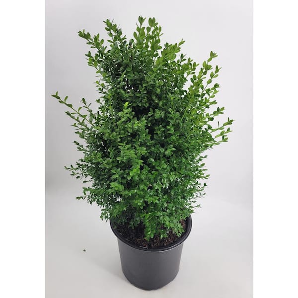 3 Gal Green Mountain Boxwood (Buxus) Live Evergreen Shrub