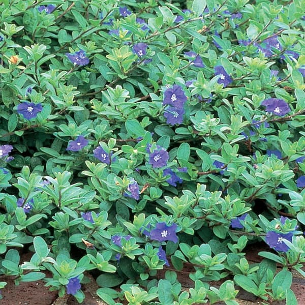 SMART PLANET SP EVOLVULUS BLUE 2.5 qt. Plant