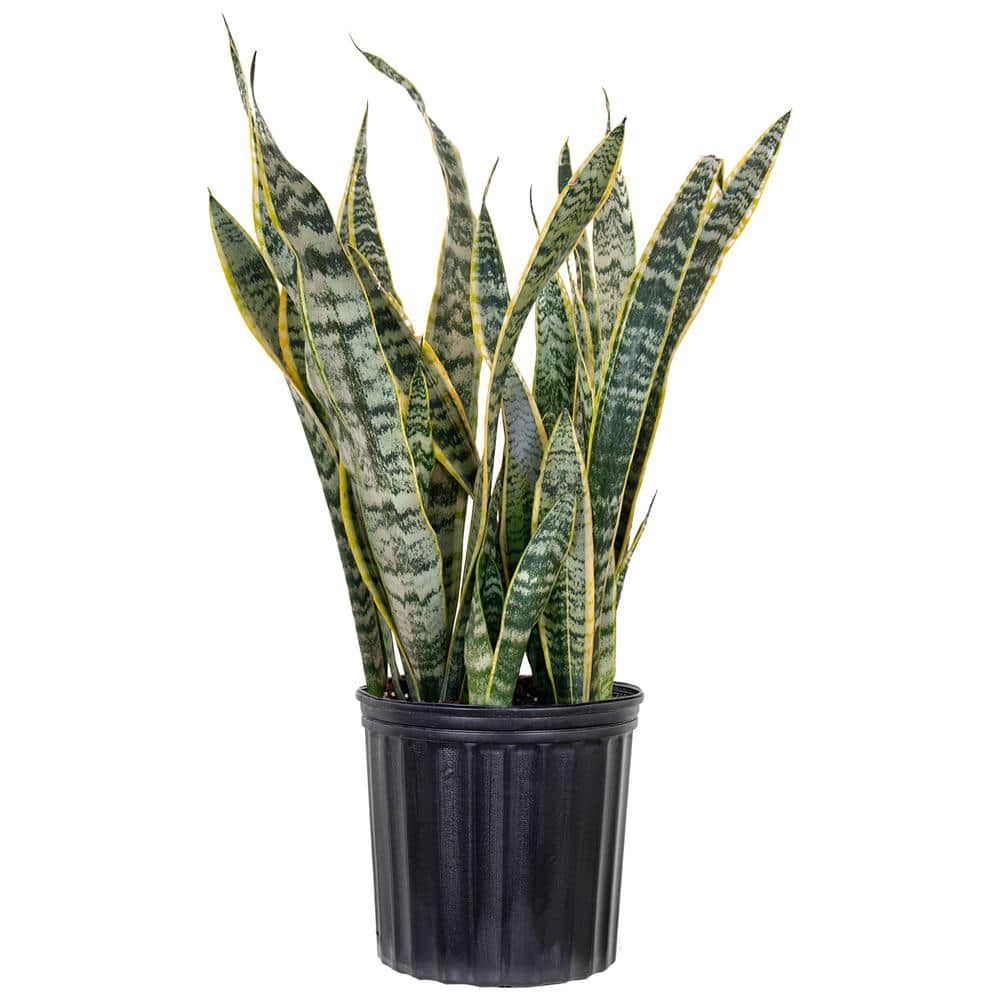 Sansevieria Laurentii Indoor Snake Plant