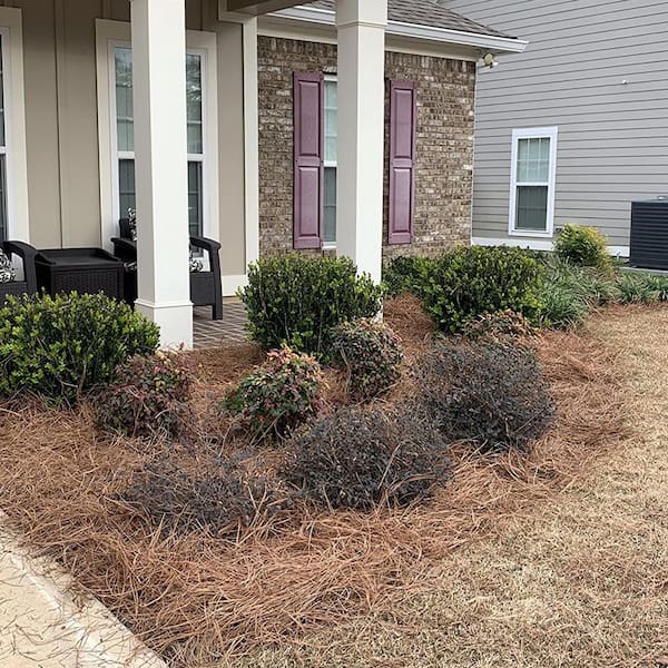 ATENGNES - Natural Longleaf Pine Straw Roll for Landscaping Covers Up to 125 sq. ft.