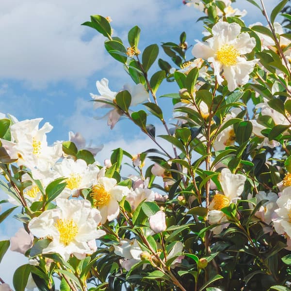 national PLANT NETWORK 3 Gal. Camellia Sasanqua Northern Exposure