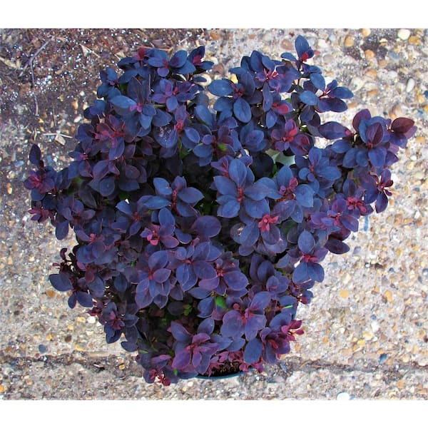 1 Gal. Concorde Barberry Shrub with Deep Maroon Foliage and Compact Size