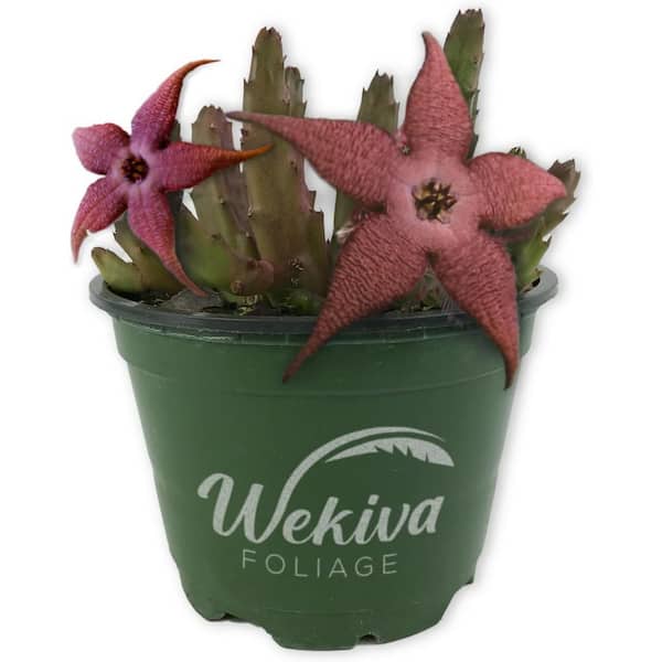 Starflower Plant-Live Plant in a 4 in. Pot-Stape Lia Schanze-Indoor Outdoor Cacti Succulent Houseplant