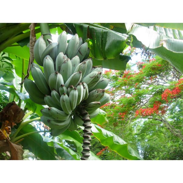 Blue Java Banana Tree Ice Cream Banana Plant Starter Fruit Tree Live Plant  Blue Banana Tree Plant Banana Tree Live 