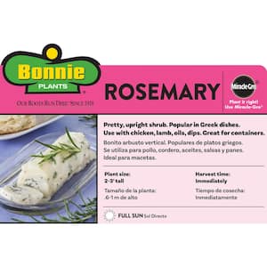 2.32 qt. Rosemary Herb Plant