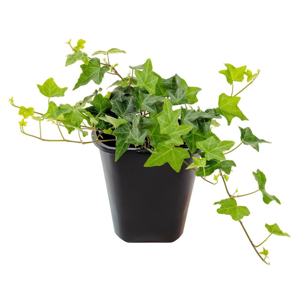 Vigoro Jumbo Hedera English Ivy Plant in Grower (306-Pack