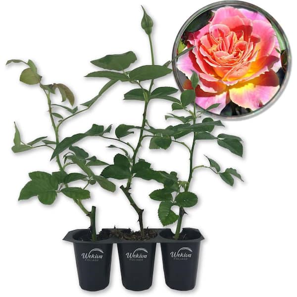 Wekiva Foliage Calico Rose Bush - 3 Live Starter Plants in 2 in. Growers Pots - Beautifully Fragrant Heirloom Rose from Florida