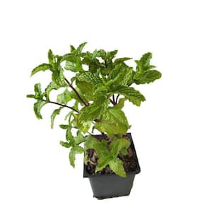 Mojito Mint 3 Total Plants in 3 Separate 4 in. Pot