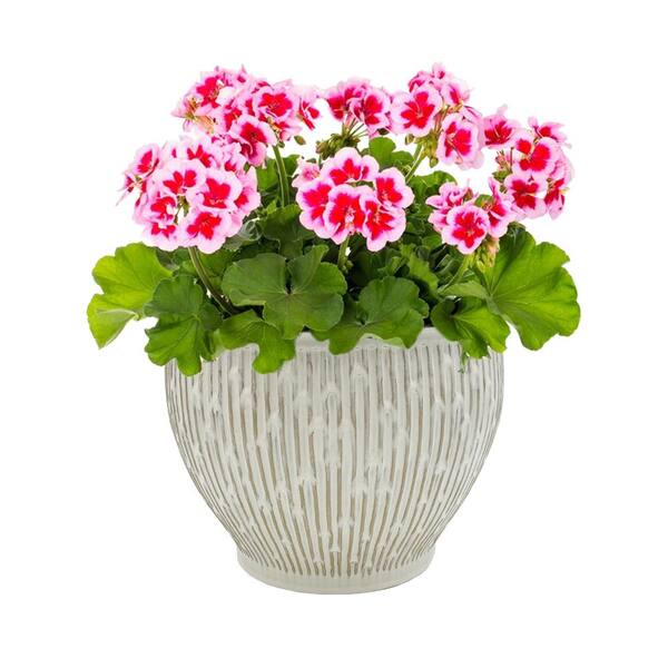 Bloem 8.5 in. H X 10.8 in. D Resin Ariana Planter Burnt Red