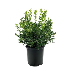 2.25 Gal. China Girl Holly Ilex x Meserveae 'China Girl' Evergreen Live Shrub