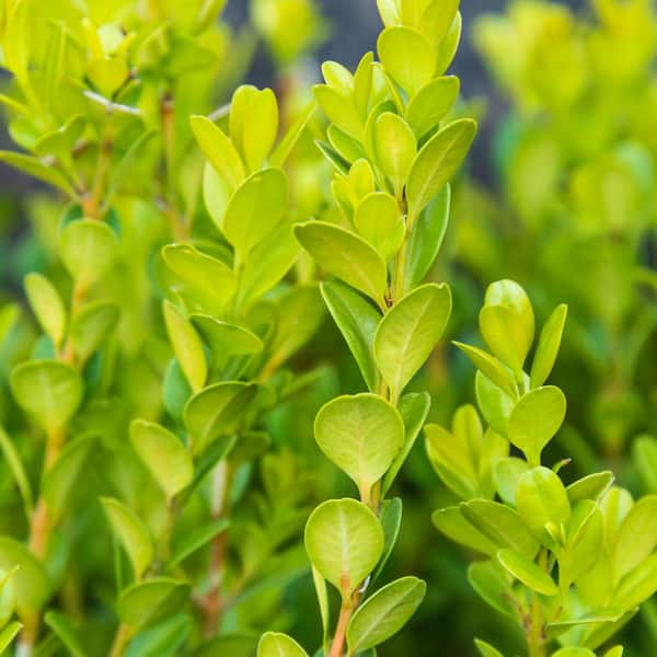 6 to 9 in. Tall, Winter Gem Boxwood Starter Hedge Kit Dormant Bare Root Starter Shrubs (25-Pack)