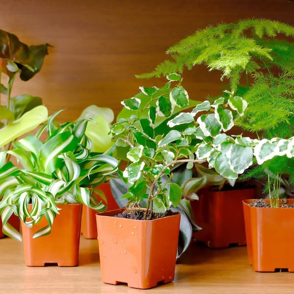 Money Tree Plant In 6 Inch Soft Pink Pot - Approx. 1.5 Feet Tall, Pet Friendly, Easy Care Indoor Houseplant
