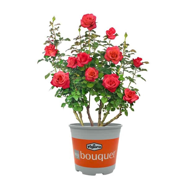 Pure Beauty Farms 2 Gal. My Bouquet Rose Grehtmar Ring of Fire with Orange Flowers (1-Pack) DC2GMYROSERINFIR - The Home Depot Pure Beauty Farms 2 Gal. My Bouquet Rose Grehtmar Ring of Fire with Orange Flowers (1-Pack) DC2GMYROSERINFIR - The Home Depot