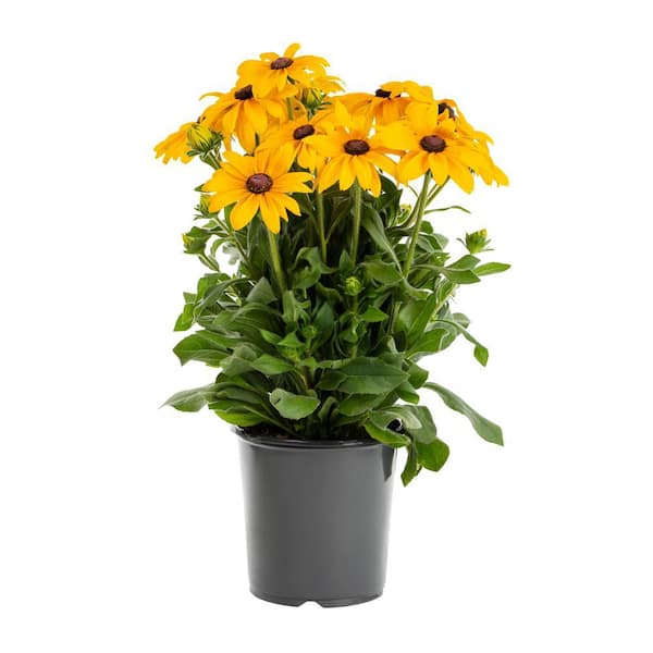METROLINA GREENHOUSES 1 Gal. Sunbeckia Paulina Rudbeckia Yellow Perennial Plant (1-Pack)