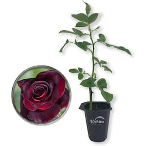 Baccara Rose Bush-Live Starter Plant in a 2 Inch Pot-Beautifully Fragrant Heirloom Rose from Florida-Fragrance