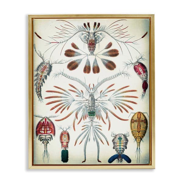 Stupell Industries Vintage Crustacean Diagram by Graffi tee Studios Gold Floater Frame Animal Graphic Art Print 21 in. x 17 in.