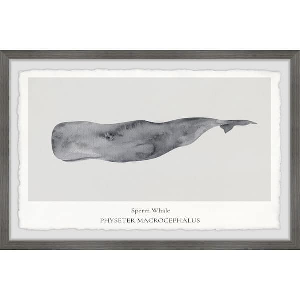 Unbranded "Physeter Macrocephalus" by Marmont Hill Framed Animal Art Print 24 in. x 36 in.