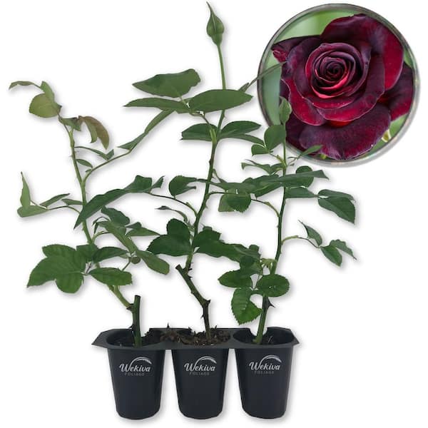 Baccara Rose Bush-3 Live Starter Plants in 2 in. Pots-Beautifully Fragrant Heirloom Rose from Florida