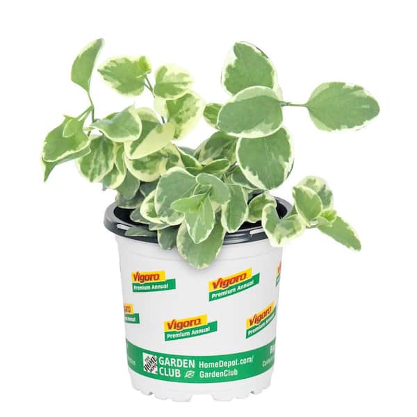 Vigoro 1 Pt. Vinca Major Ground Cover Plant