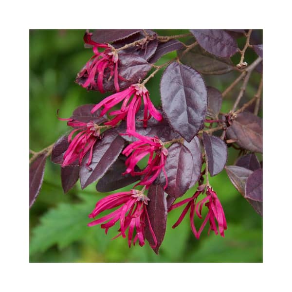 national PLANT NETWORK 2 Gal. Southern Living 'Red Diamond