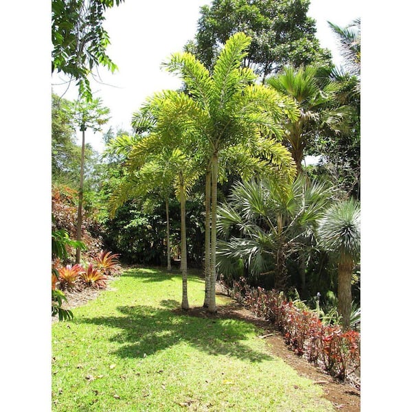 Foxtail Palm-Live Plant in a 3 gal. Growers Pot-Wodyetia Bifurcata-Rare Ornamental Palms of Florida