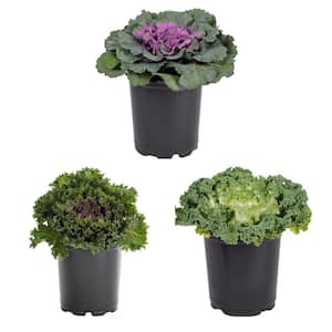2 QT. Ornamental Kale Purple, White and Red Mix Annual Plant (3-Pack)