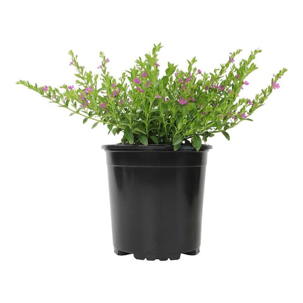 SMART PLANET 2.5 Qt. Cuphea Lavender Annual Plant with Purple Flowers