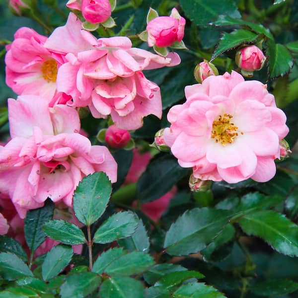 national PLANT NETWORK 3 gal. Rose Pink Mini Flora Tree With Pink