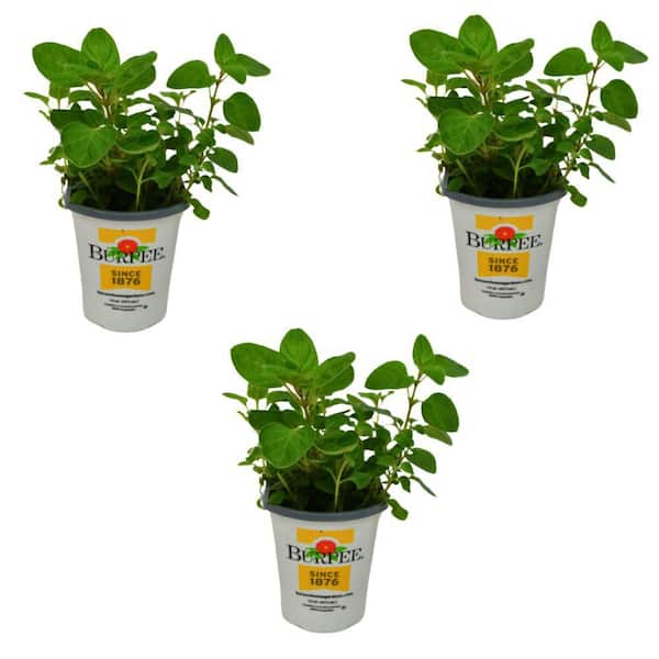 Pint Greek Oregano Plant-3-Pack