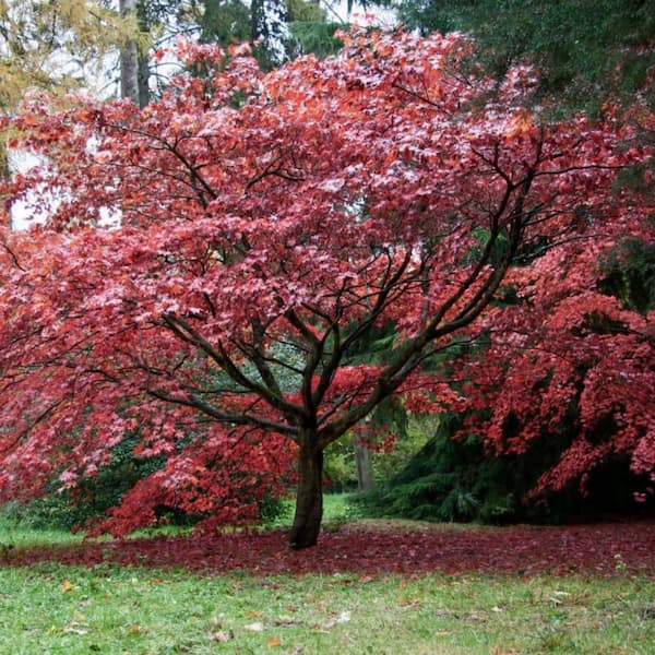 1 gal. Bloodgood Deciduous Japanese Maple Tree MAPJBL01GH - The