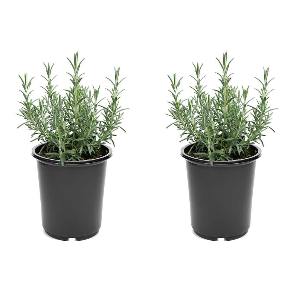 Perennial Rosemary Officinalis 2.5 Qt. (2-Pack)