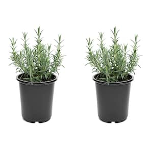 Perennial Rosemary Officinalis 2.5 Qt. 1039 - The Home Depot