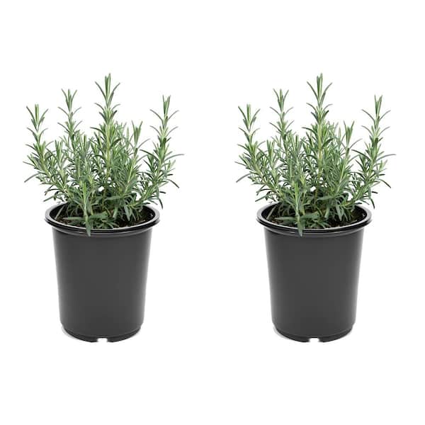 Unbranded Perennial Rosemary Officinalis 2.5 Qt. (2-Pack)