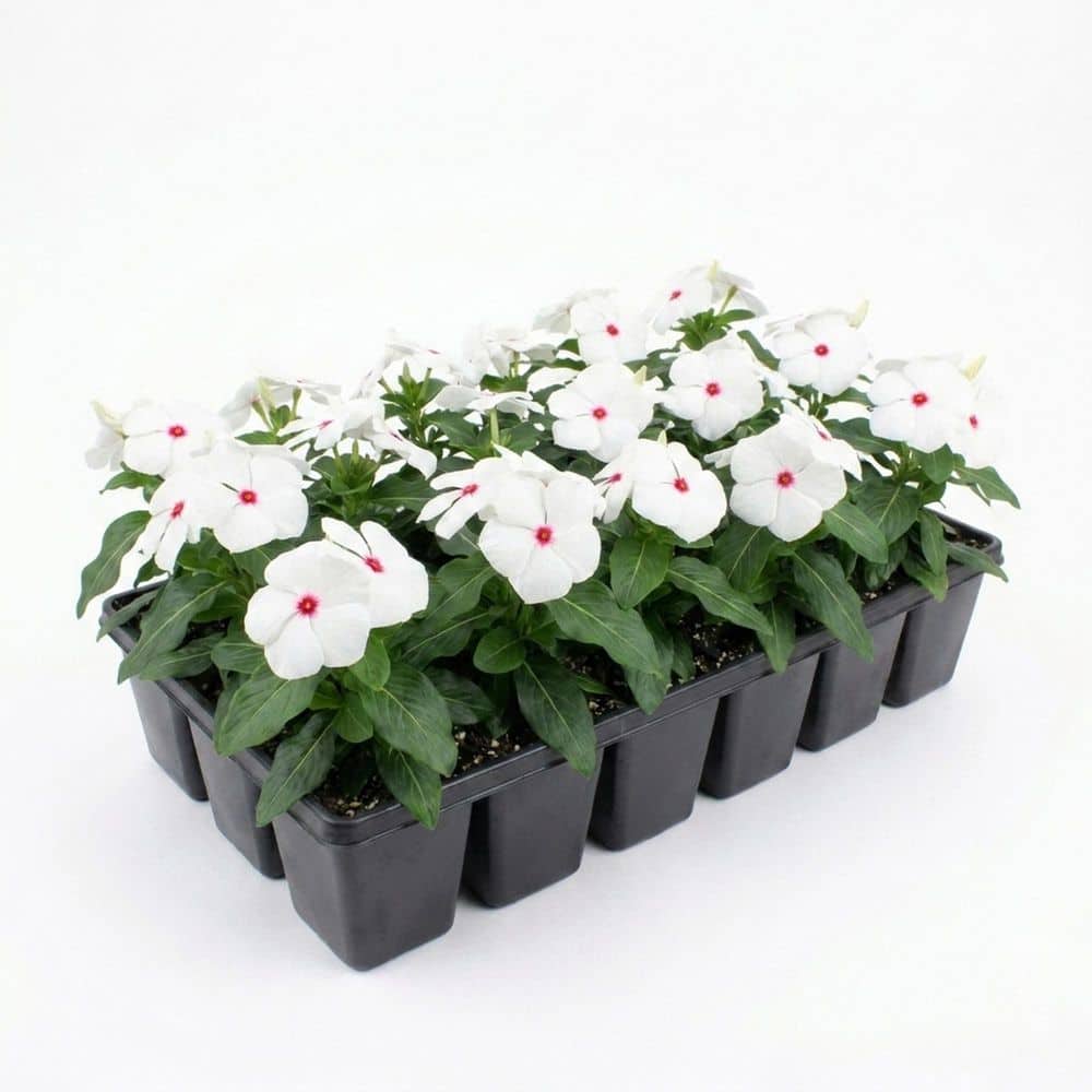 Teamson Kids 1.97 Gal. Vinca Cora Polka Dot Flower in 2.75 in
