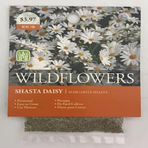 Daisy Shasta Flower Seed
